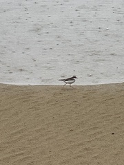 Elseyornis melanops