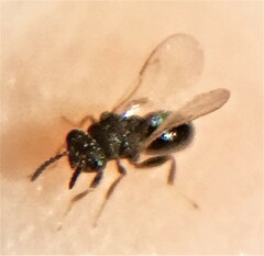 Eurytomidae