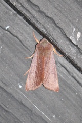Orthosia mys