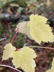 Acer glabrum douglasii