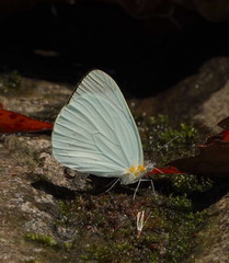 Pseudopieris nehemia