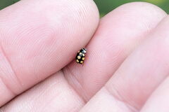 Coccinula quatuordecimpustulata