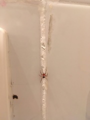 Nesticodes rufipes