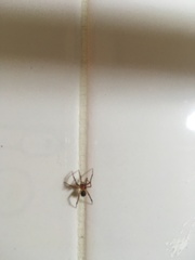 Nesticodes rufipes