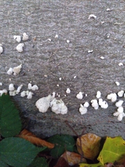 Schizophyllum commune