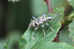 Rhagium mordax