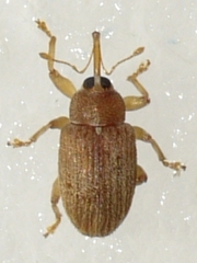 Lignyodes