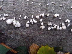 Schizophyllum commune