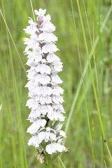 Dactylorhiza