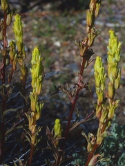 Castilleja plagiotoma