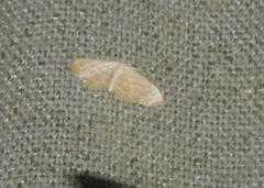 Idaea fractilineata