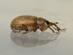 Lignyodes