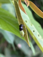 Stratiomyini