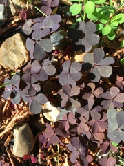 Oxalis corniculata