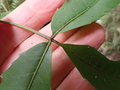 Pseudopanax macintyrei