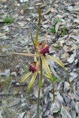 Caladenia pectinata
