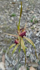 Caladenia pectinata