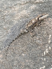 Psammophilus dorsalis