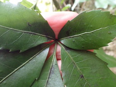 Pseudopanax macintyrei