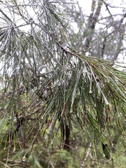 Allocasuarina littoralis
