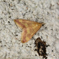 Pyrausta pseudonythesalis