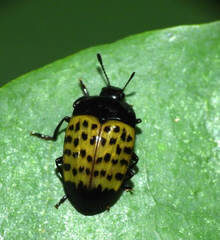 Iphiclus dorsalis