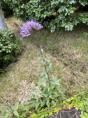 Trachelium caeruleum