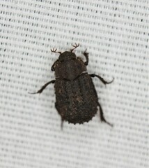 Trogidae