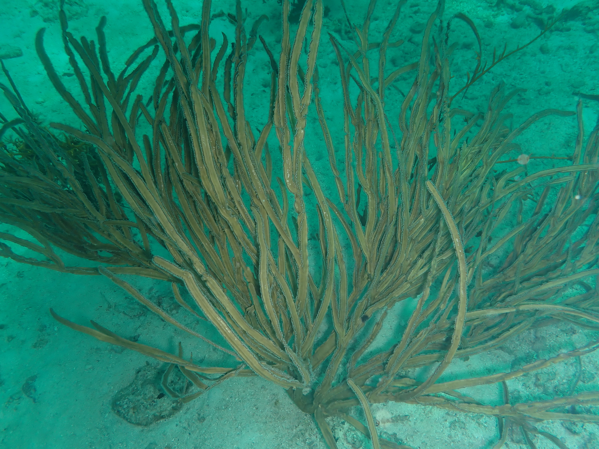 Pterogorgia anceps (Pallas, 1766)