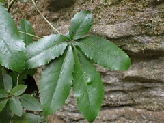 Pseudopanax macintyrei