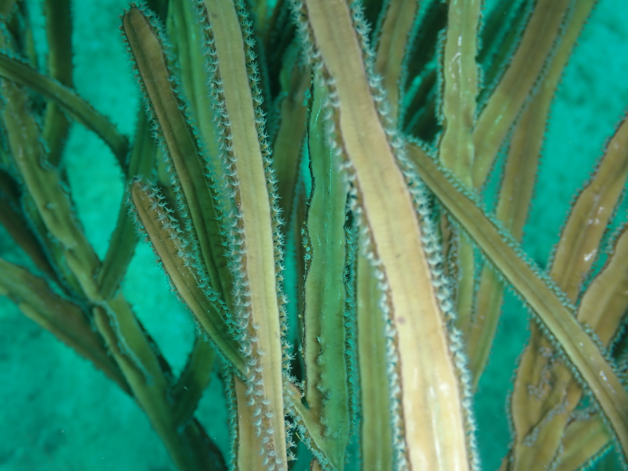 Pterogorgia anceps (Pallas, 1766)