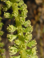 Reseda luteola