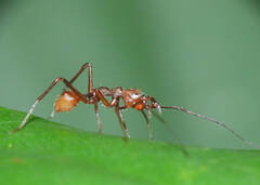 Myrmecium