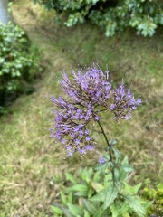 Trachelium caeruleum