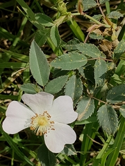 Rosa rubiginosa