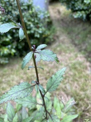 Trachelium caeruleum