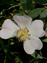Rosa rubiginosa