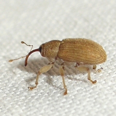 Lignyodes helvolus