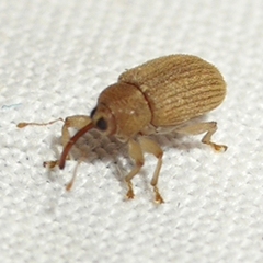 Lignyodes helvolus