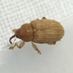 Lignyodes helvolus