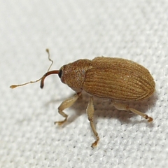 Lignyodes helvolus