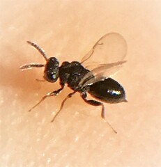 Eurytomidae