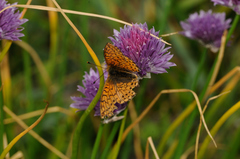 Boloria napaea