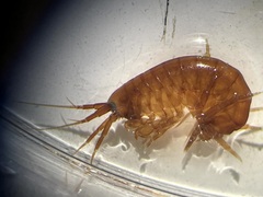Amphipoda