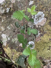 Rubus parvifolius