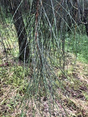 Casuarina cunninghamiana