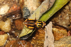 Hedriodiscus