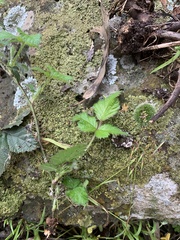 Rubus parvifolius