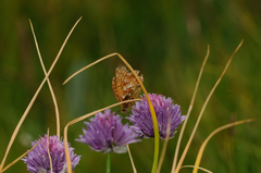 Boloria napaea