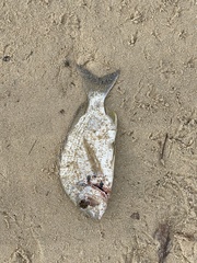 Acanthopagrus australis